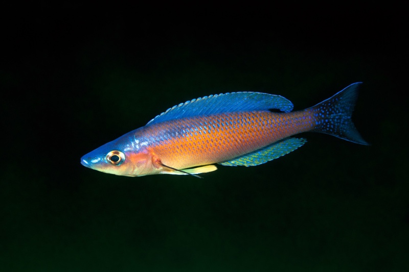 Cyprichromis leptosoma 'Bulu Point'
